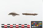 Foto von Bronzering (NHMW-PRAE-023888)